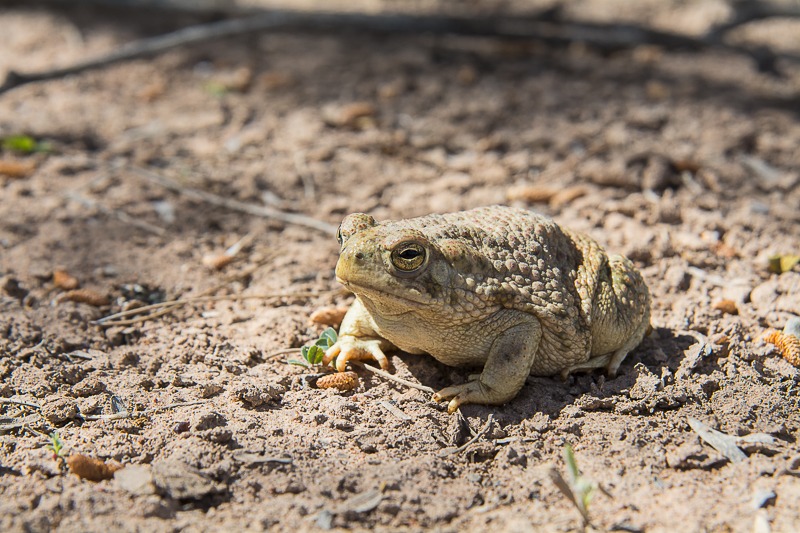 Texas Toad