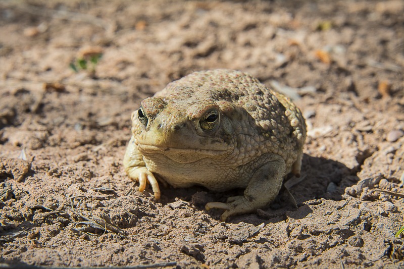 Texas Toad