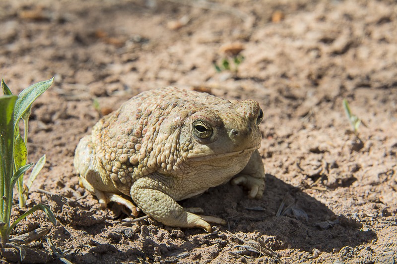 Texas Toad