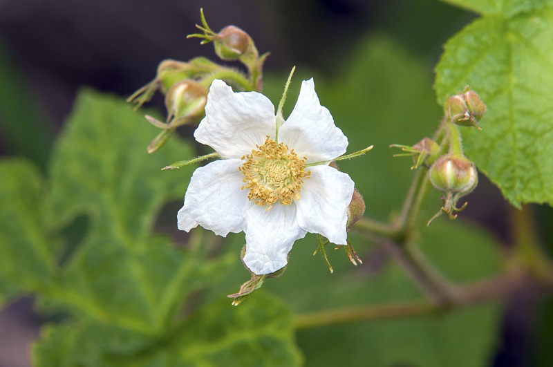 Thimbleberry