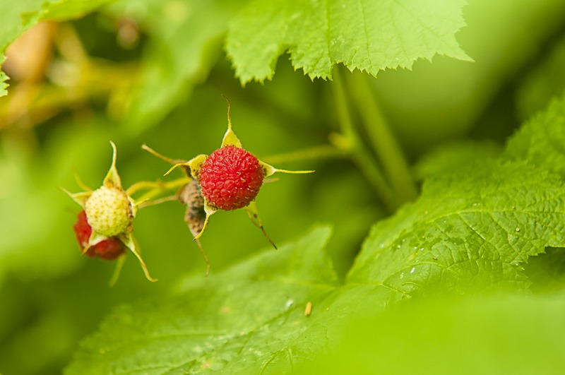Thimbleberry