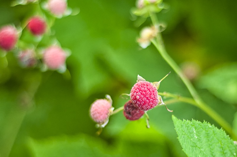 Ripe Thimbleberry