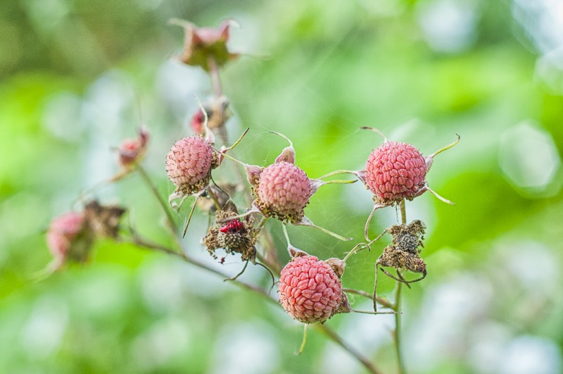 Thimbleberries