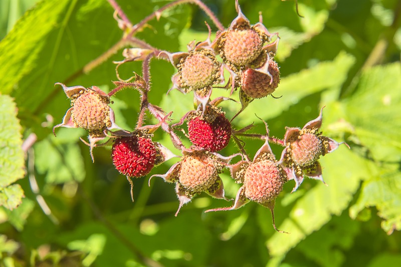 Thimbleberries