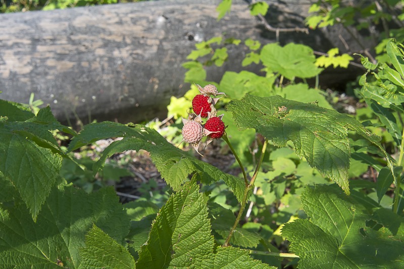 Thimbleberries