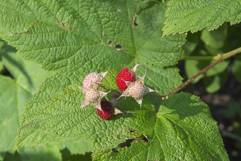 Thimbleberries