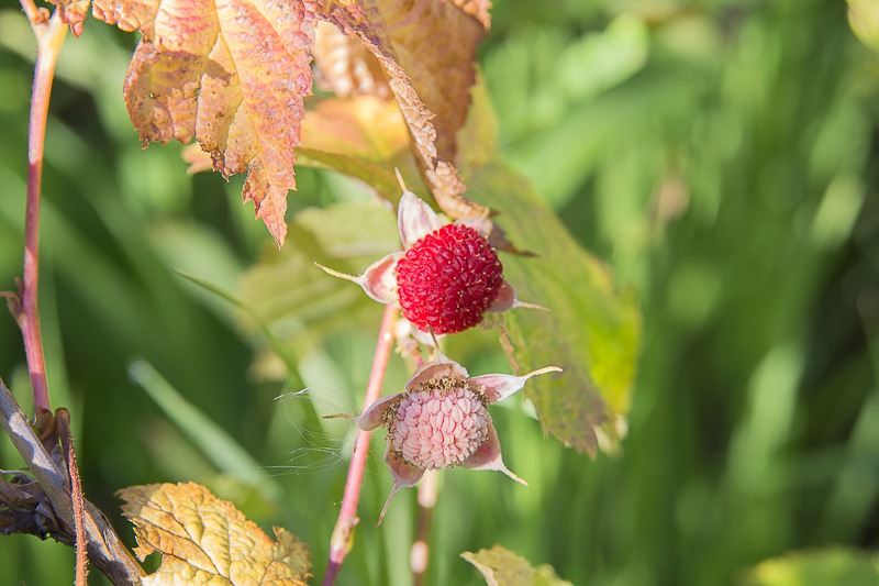 Thimbleberries