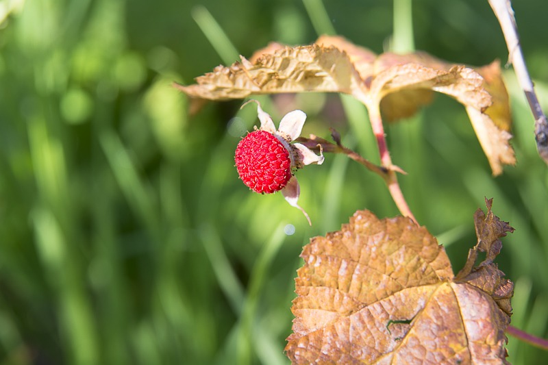Thimbleberry