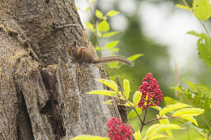 Townsend's Chipmunk