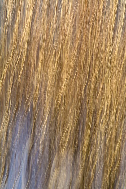 Tresses of Pure Light