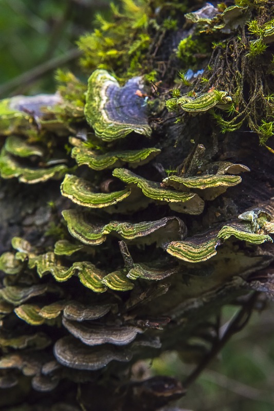 Turkey Tail