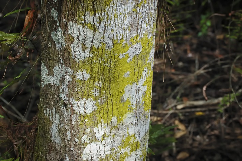 Two Lichens - Cryptothecia evergladensis and Chrysothrix candela