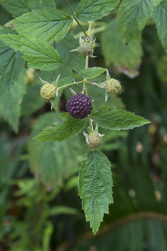 Western Black Raspberry
