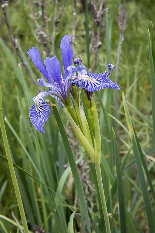 Western Blue Flag Iris