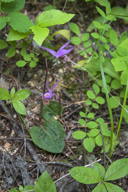 Western Fairy-Slipper
