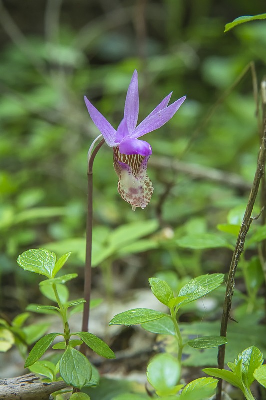 Western Fairy-Slipper