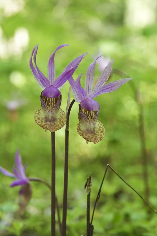 Western Fairy-Slipper