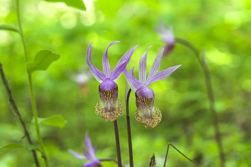 Western Fairy-Slipper