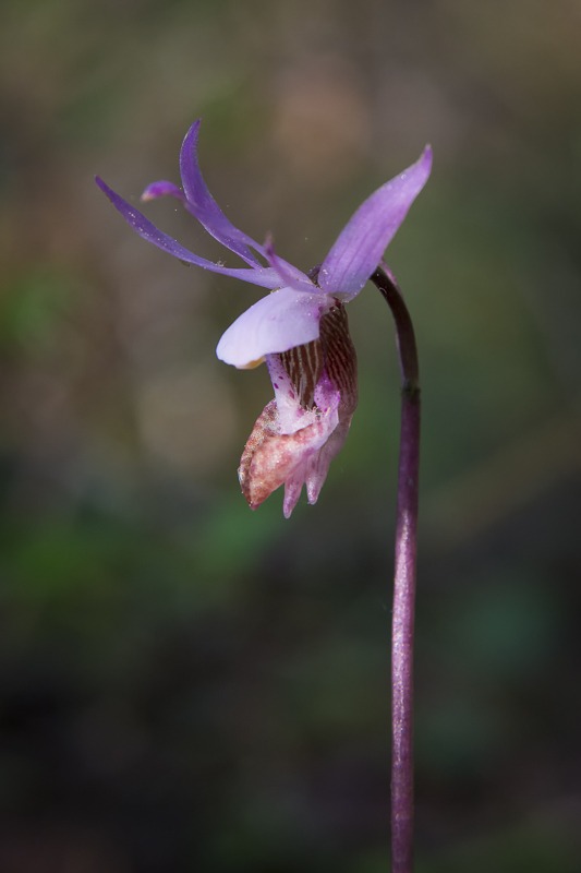 Western Fairy-Slipper (Calypso bulbosa var. occidentalis)