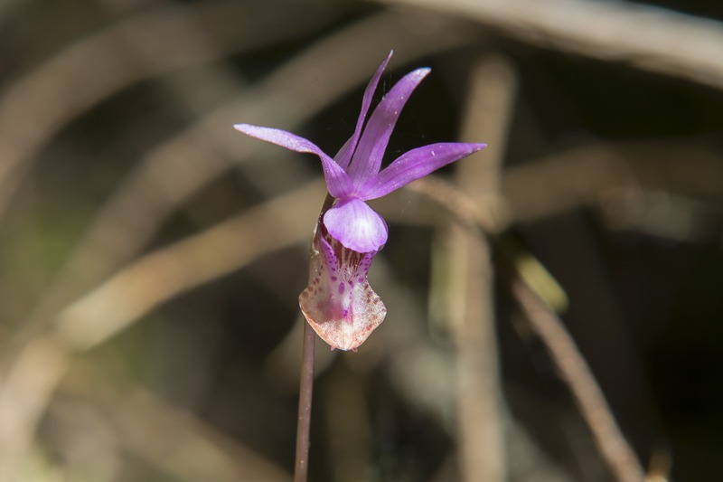 Western Fairy-Slipper (Calypso bulbosa var. occidentalis)