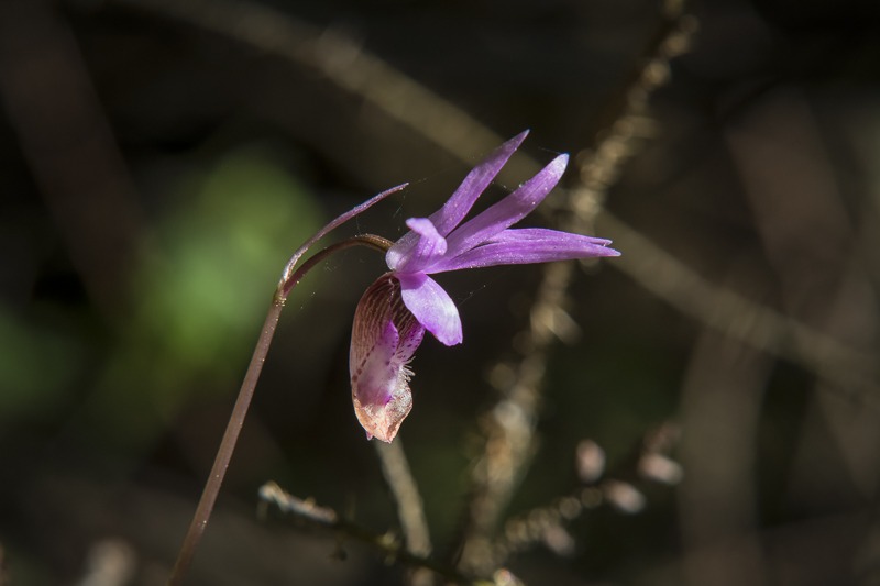 Western Fairy-Slipper (Calypso bulbosa var. occidentalis)