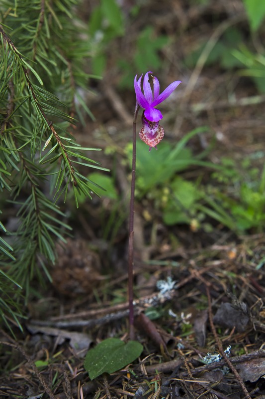 Western Fairy-Slipper (Calypso bulbosa var. occidentalis)