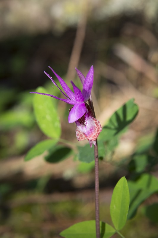 Western Fairy-Slipper (Calypso bulbosa var. occidentalis)