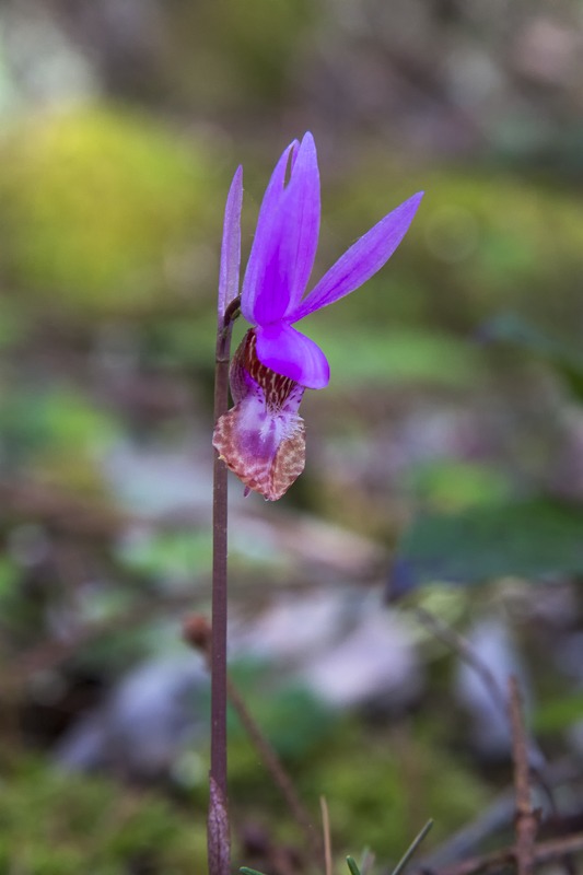 Western Fairy-Slipper (Calypso bulbosa var. occidentalis)