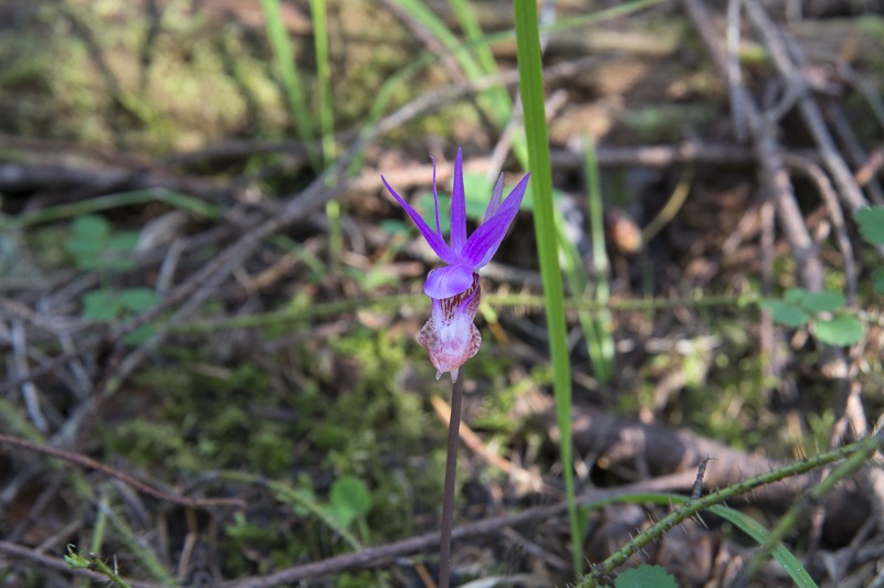 Western Fairy-Slipper (Calypso bulbosa var. occidentalis)
