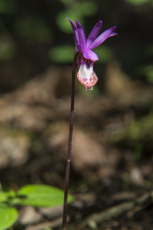 Western Fairy-Slipper (Calypso bulbosa var. occidentalis)