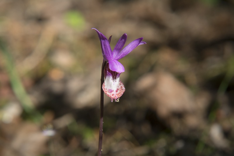 Western Fairy-Slipper (Calypso bulbosa var. occidentalis)
