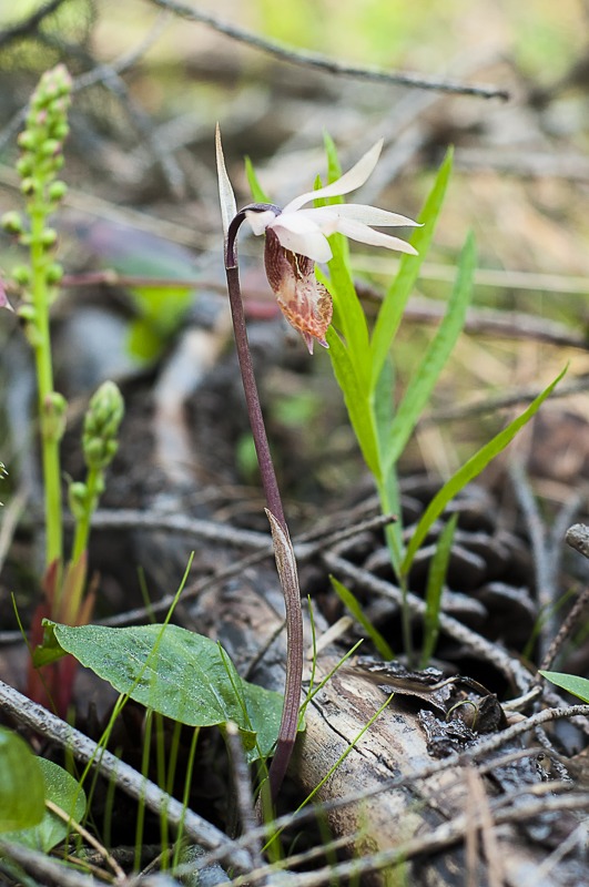 Western Fairy-Slipper (Calypso bulbosa var. occidentalis)