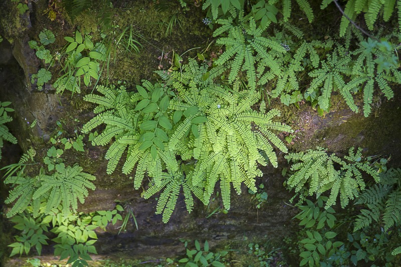 Western Maidenhair Fern
