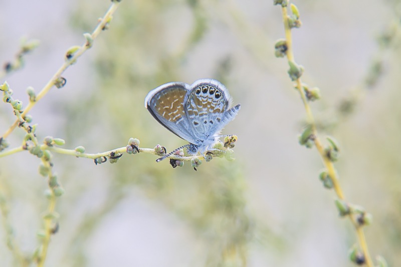 Western Pygmy-Blue