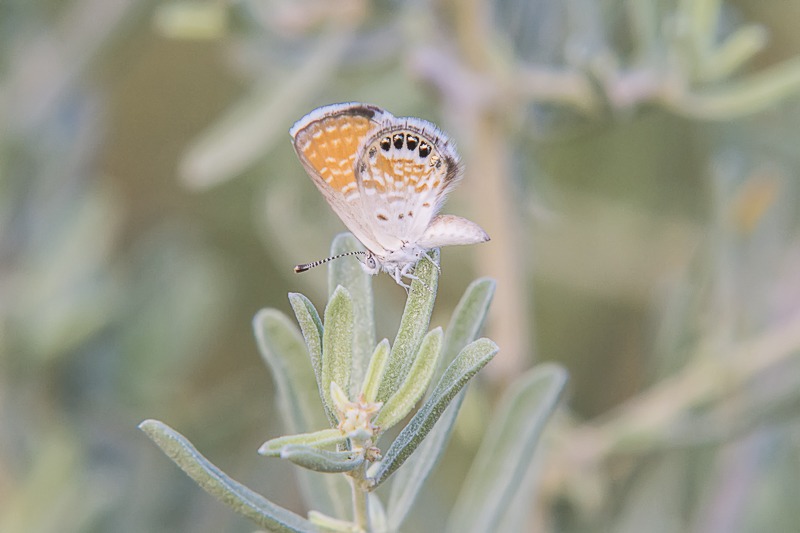 Western Pygmy-Blue