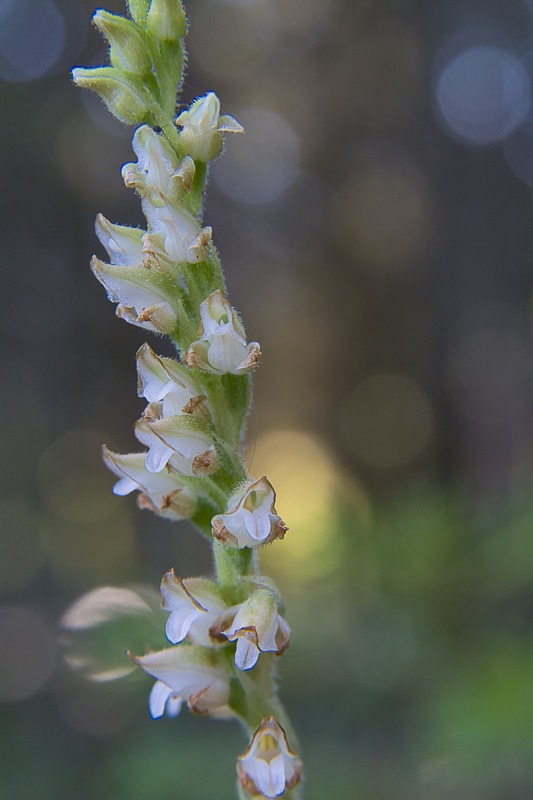Western Rattlesnake Plantain Orchid
