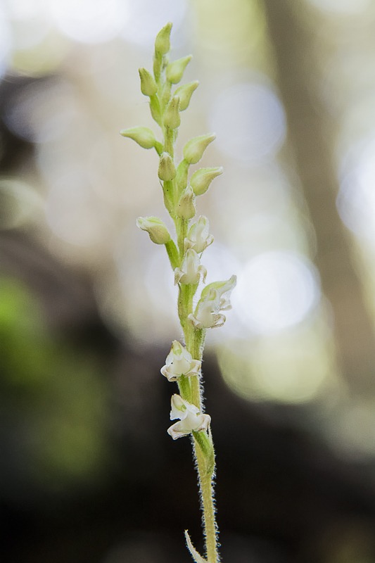 Western Rattlesnake Plantain Orchid