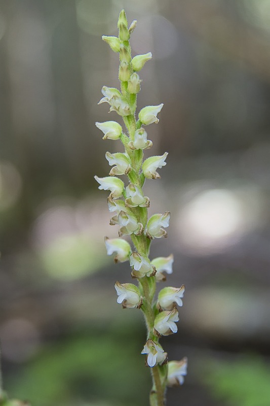 Western Rattlesnake Plantain Orchid