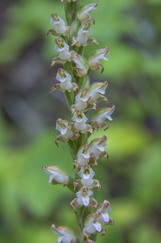 Western Rattlesnake Plantain Orchid