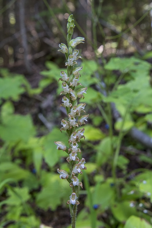 Western Rattlesnake Plantain Orchid