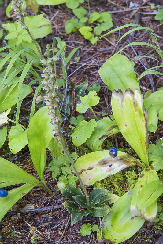 Western Rattlesnake Plantain Orchid