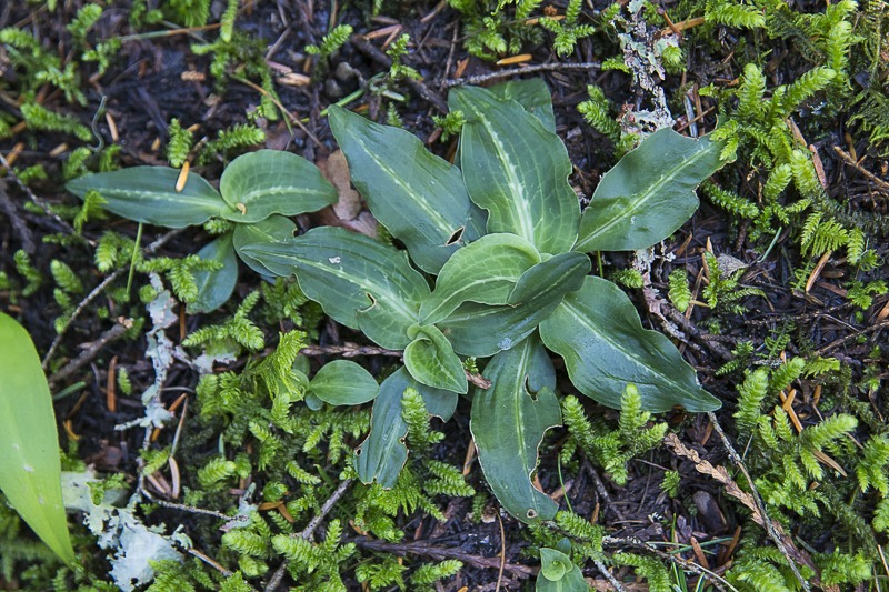 Western Rattlesnake Plantain Orchid