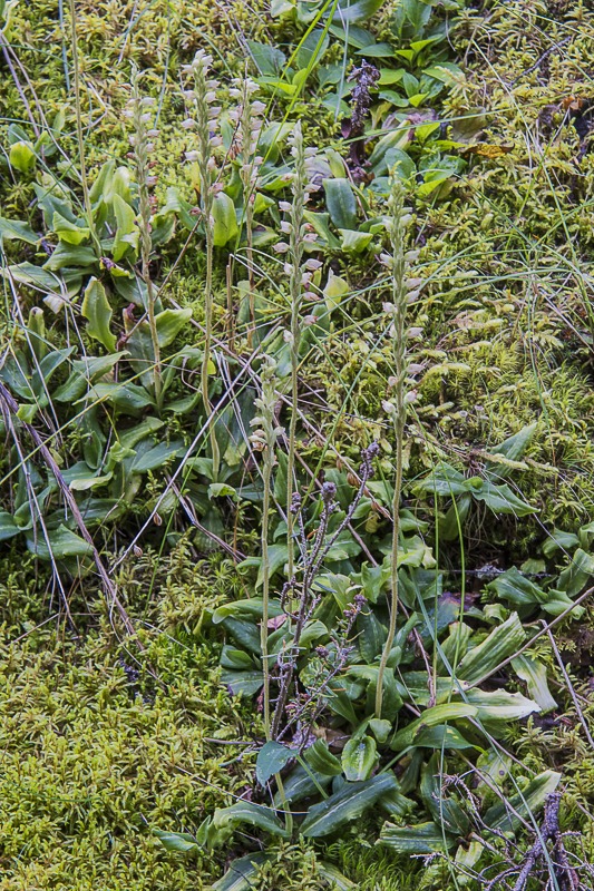 Western Rattlesnake Plantain Orchid