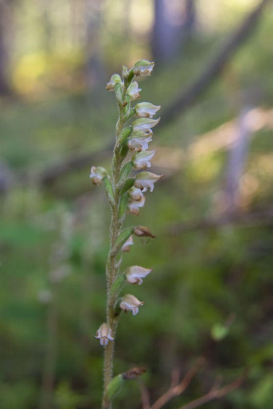 Western Rattlesnake Plantain Orchid