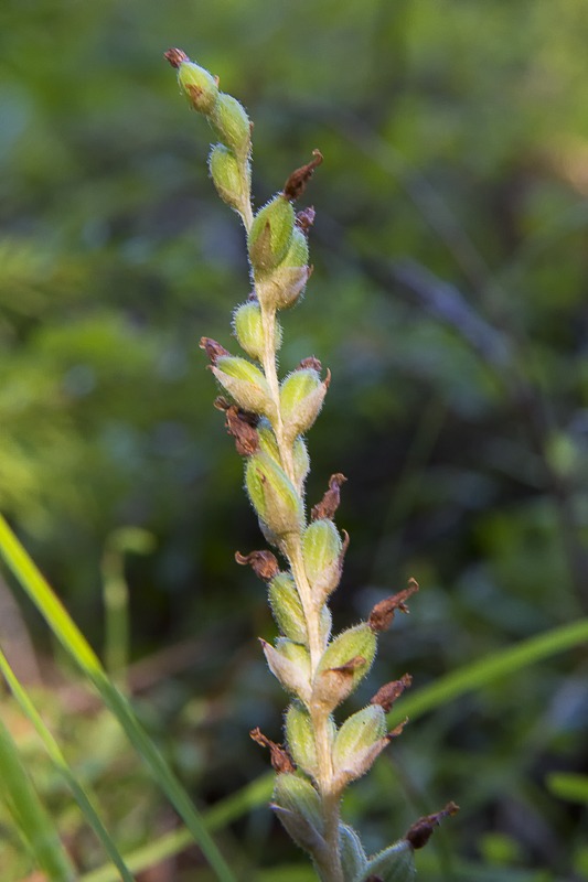 Western Rattlesnake Plantain Orchid