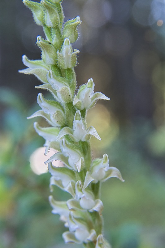 Western Rattlesnake Plantain Orchid