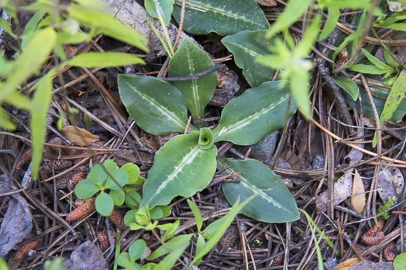 Western Rattlesnake Plantain Orchid