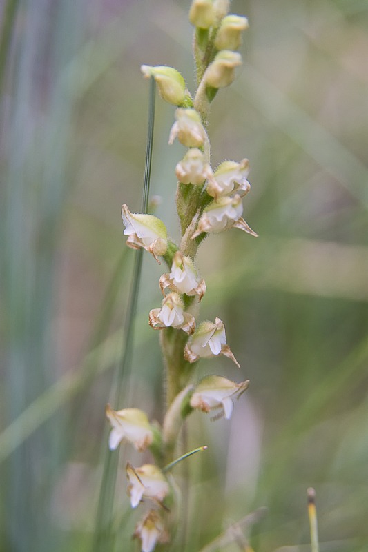 Western Rattlesnake Plantain Orchid