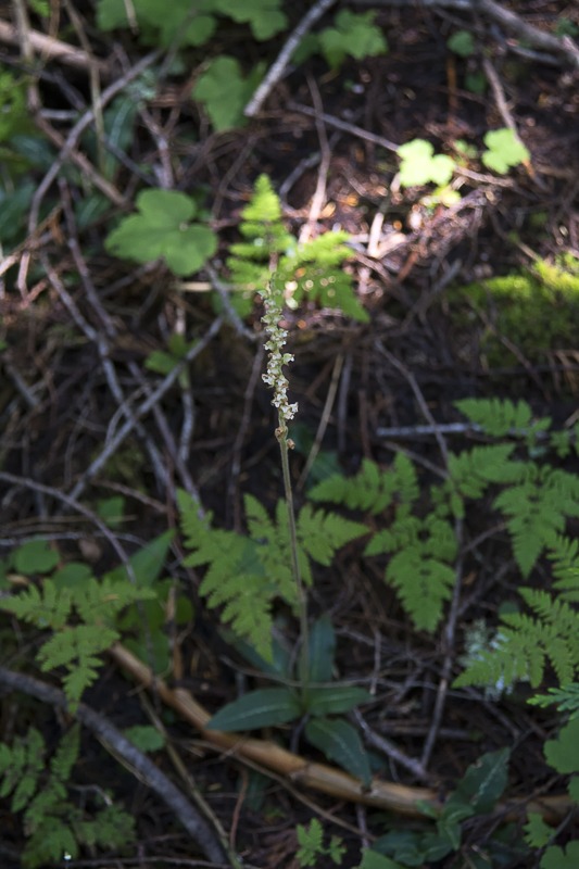 Western Rattlesnake Plantain Orchid