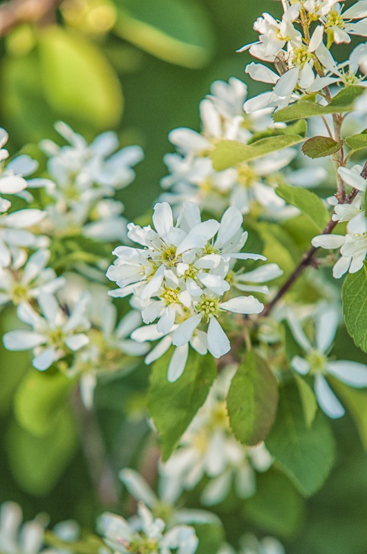Western Serviceberry